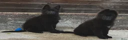 German Shepherd dogs for sale: KC Registered LONG HAIR GERMAN SHEPHERD PUPPIES - Advert 5