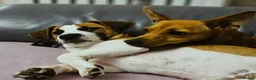 Jack Russell dogs for stud: Male JRT for stud - Advert 4