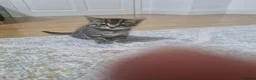 British Shorthair cats for sale: Four energetic kittens. - Advert 3
