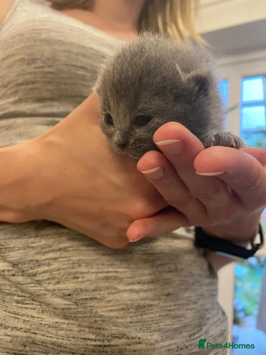 British Shorthair cats for stud: GCCF British Shorthair Blue&Chocolate Champions - Advert 19