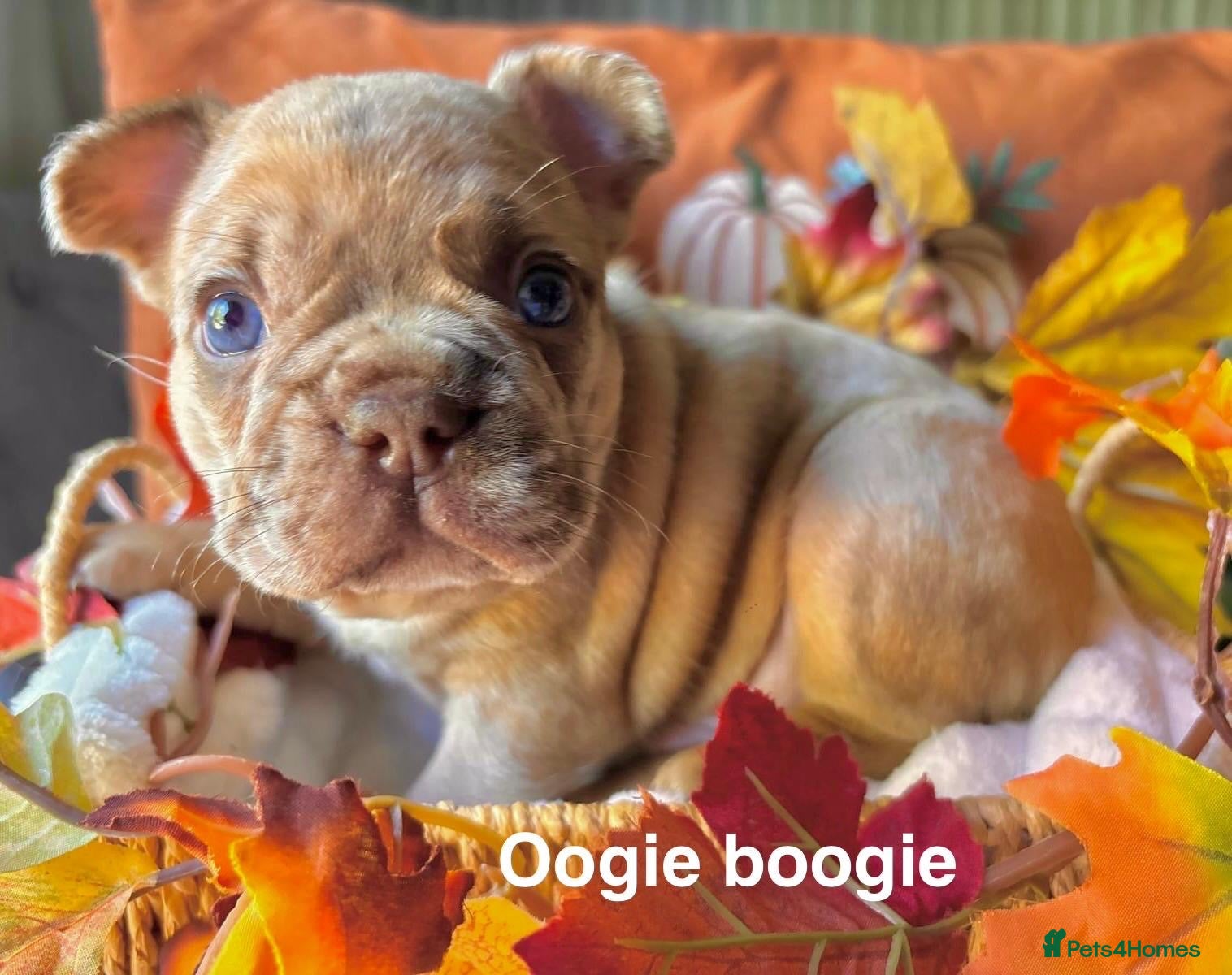 French Bulldog dogs Kc registered new shade french bulldogs  - Advert 1