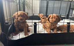 Cockapoo dogs for sale: F1b cockapoo puppies - Image 2