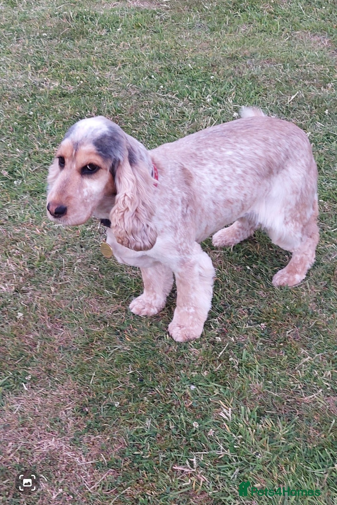 Cocker Spaniel dogs for sale: Adult KC ShowType Cockerspaniel PRA FN & AMS Clear - Image 5