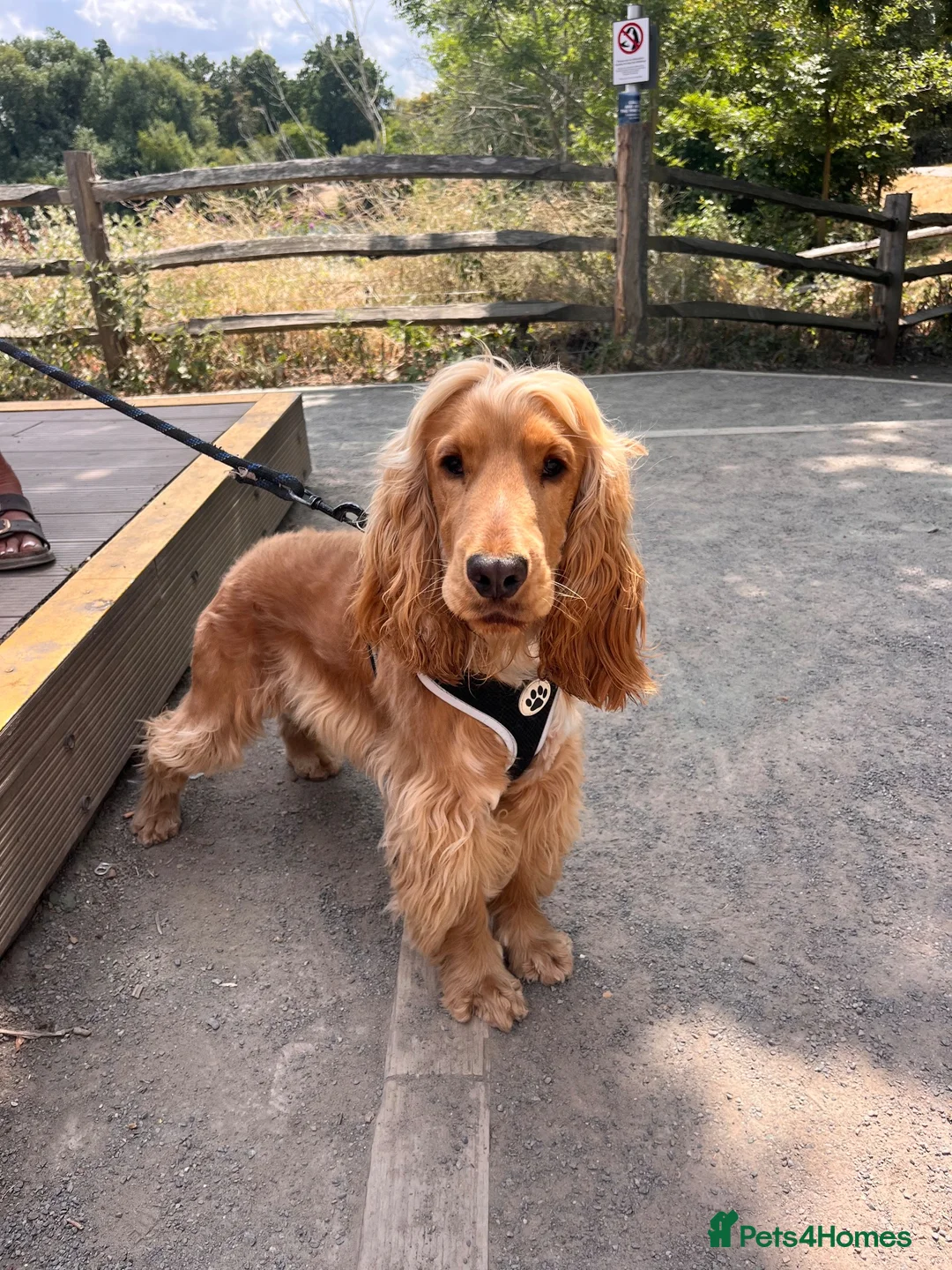 Cocker Spaniel dogs for stud: Stud Male Show Cocker Spaniel - Advert 1