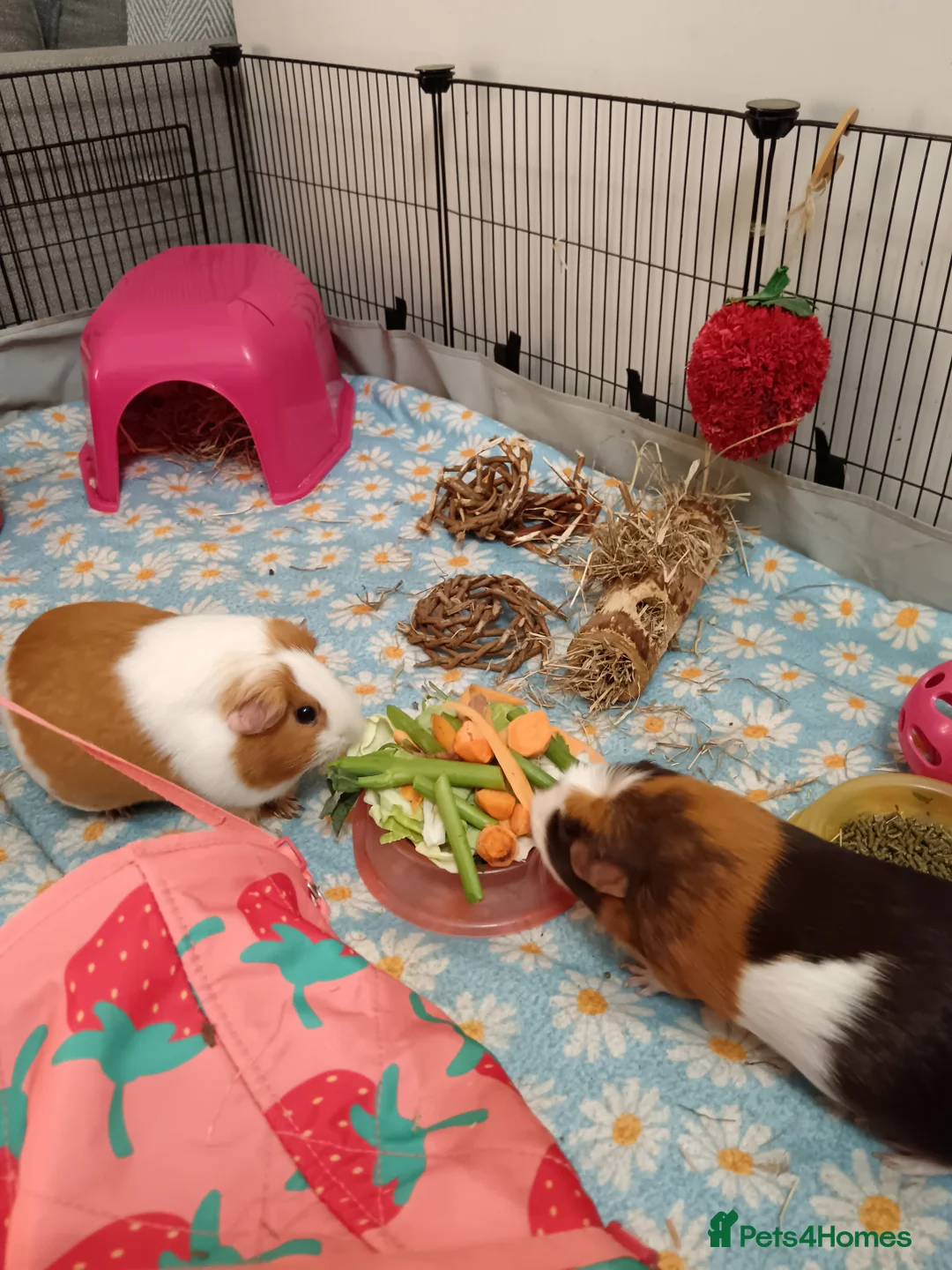 Guinea Pig rodents for sale: Guinea pigs - Advert 2