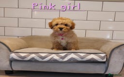 Cavachon dogs for sale: Cavapoochon’s boy and girl - Advert 5