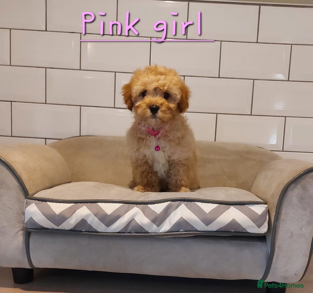 Cavachon dogs for sale: Cavapoochon’s boy and girl - Advert 5