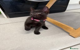 Mixed Breed cats for sale: Last Three Kittens for Sale 2 Girls and 1 Boy - Image 5