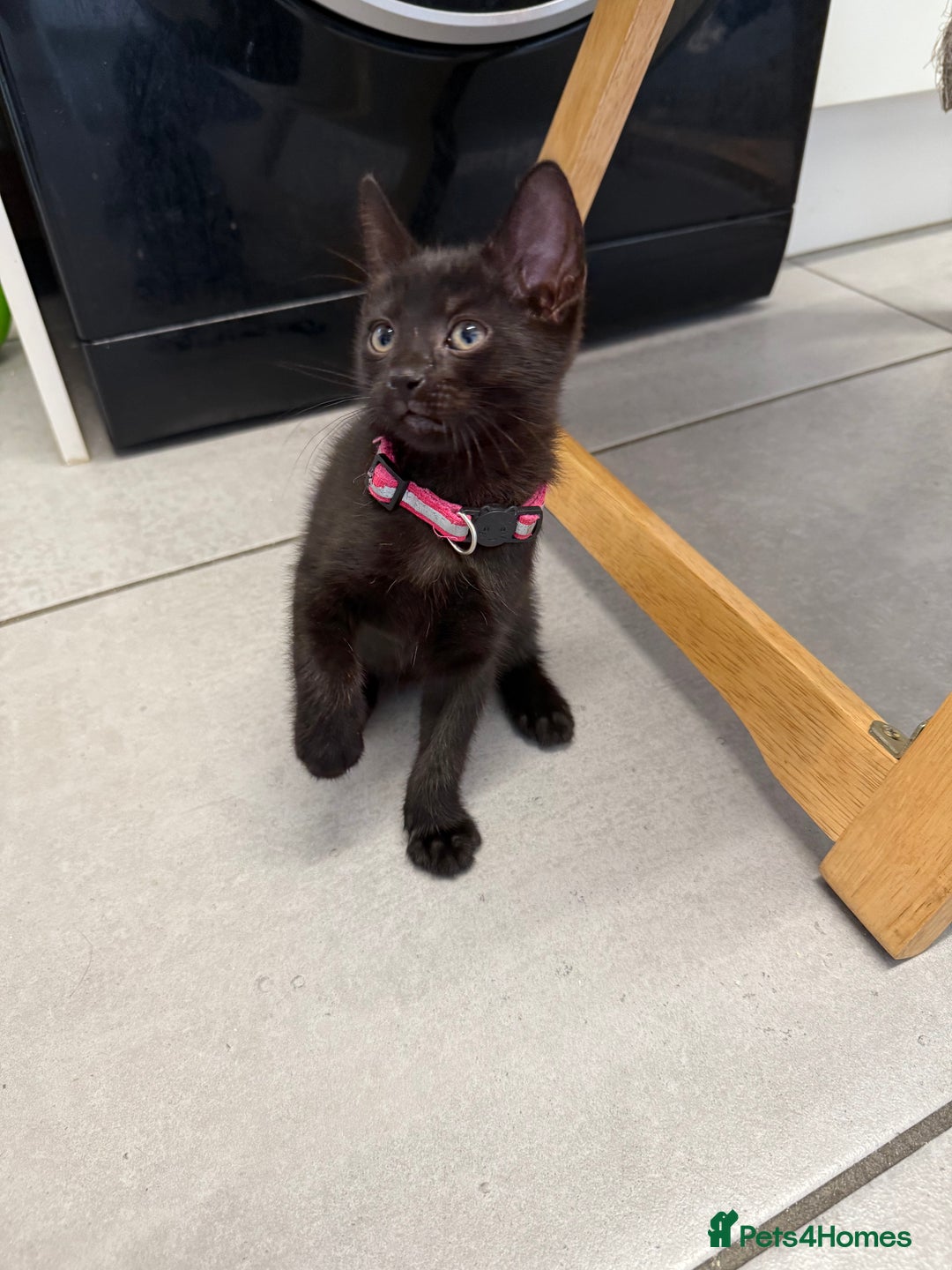 Mixed Breed cats for sale: Last Three Kittens for Sale 2 Girls and 1 Boy - Image 5