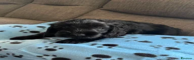 Cockapoo 1