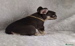 French Bulldog dogs for sale: Stunning French Bulldog Puppies  - Image 5