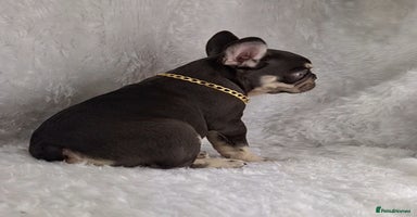 French Bulldog dogs - Advert 16
