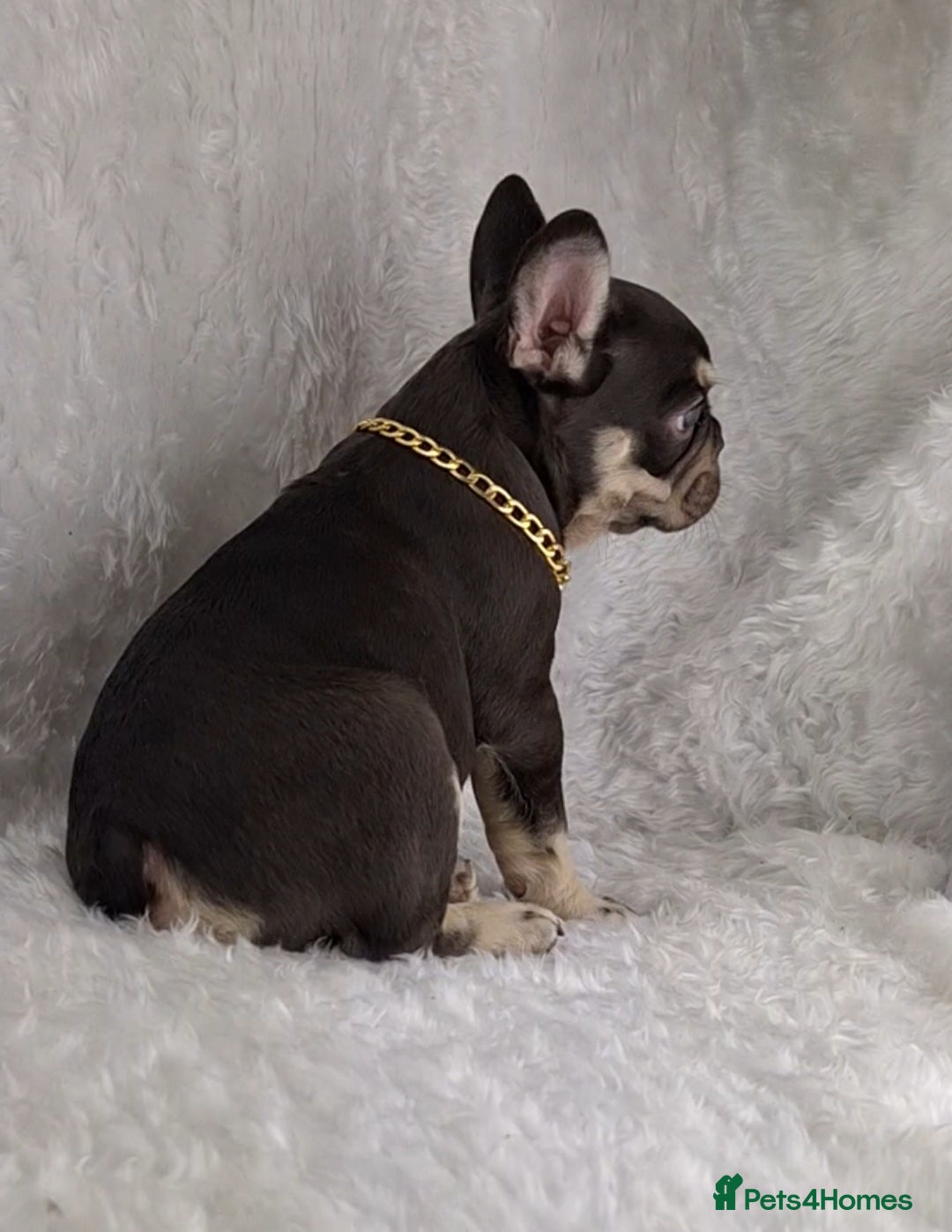 French Bulldog dogs for sale: Stunning French Bulldog Puppies  - Image 5