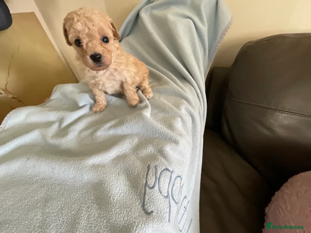 Toy Poodle dogs for sale: Toy poodle pups - Advert 1