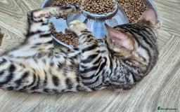 Bengal cats for sale: Bengal boy - Image 14