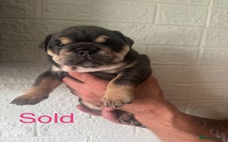 English Bulldog dogs for sale: Stunning 🏴󠁧󠁢󠁥󠁮󠁧󠁿English bulldog puppies  - Image 5