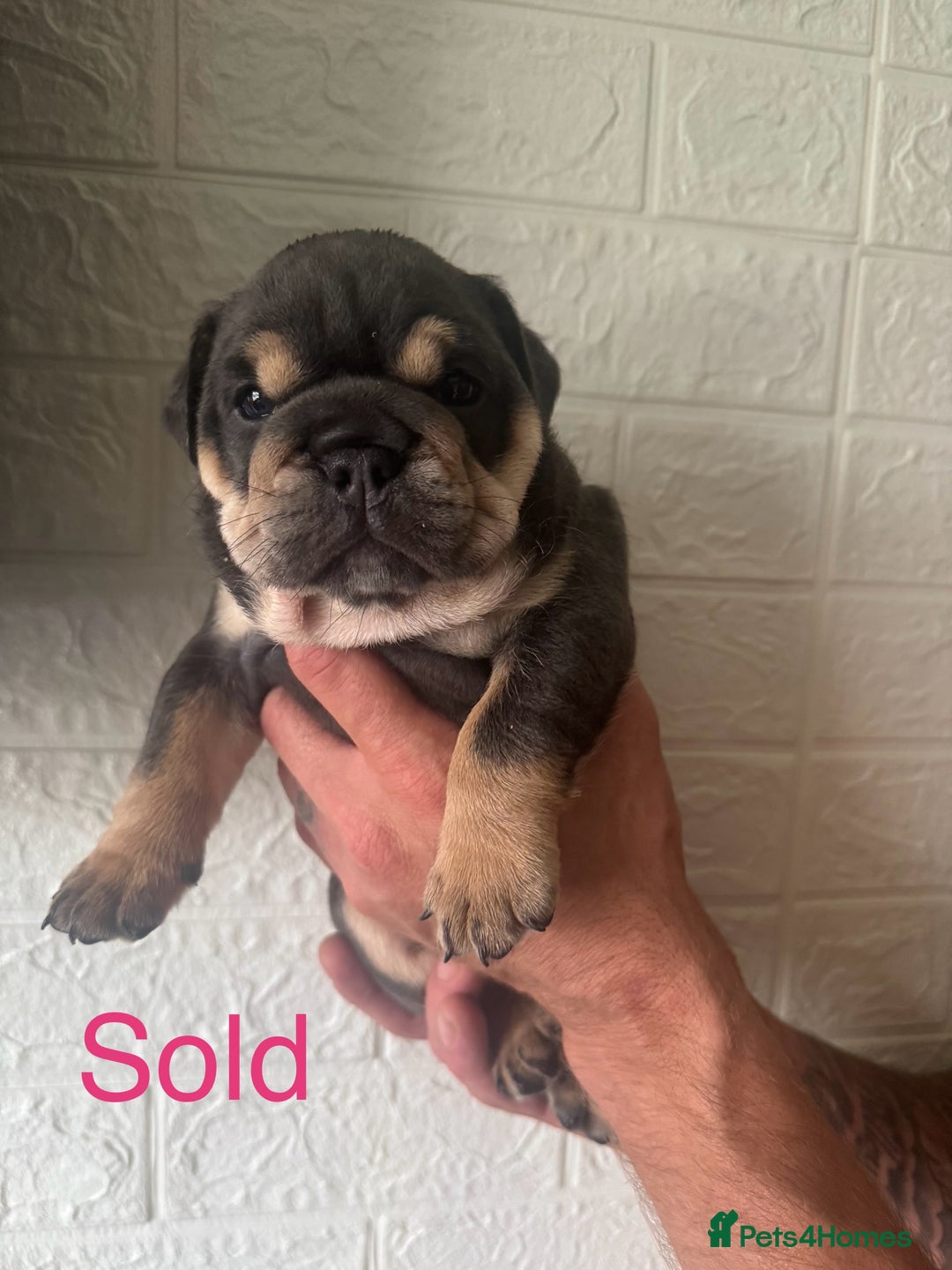 English Bulldog dogs for sale: Stunning 🏴󠁧󠁢󠁥󠁮󠁧󠁿English bulldog puppies  - Image 5