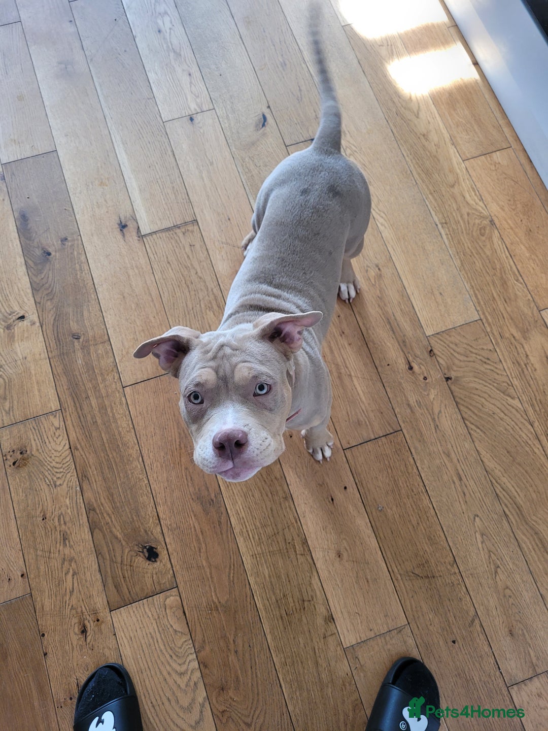American Bulldog dogs for sale: American pocket bully  - Image 5