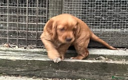 Cocker Spaniel dogs for sale: Heath tested working cocker pups  - Image 7