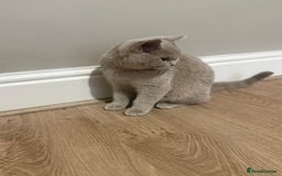 Scottish Fold cats for sale: Stunning Male lilac BSH & Grey Scottish Fold x BSH - Advert 7