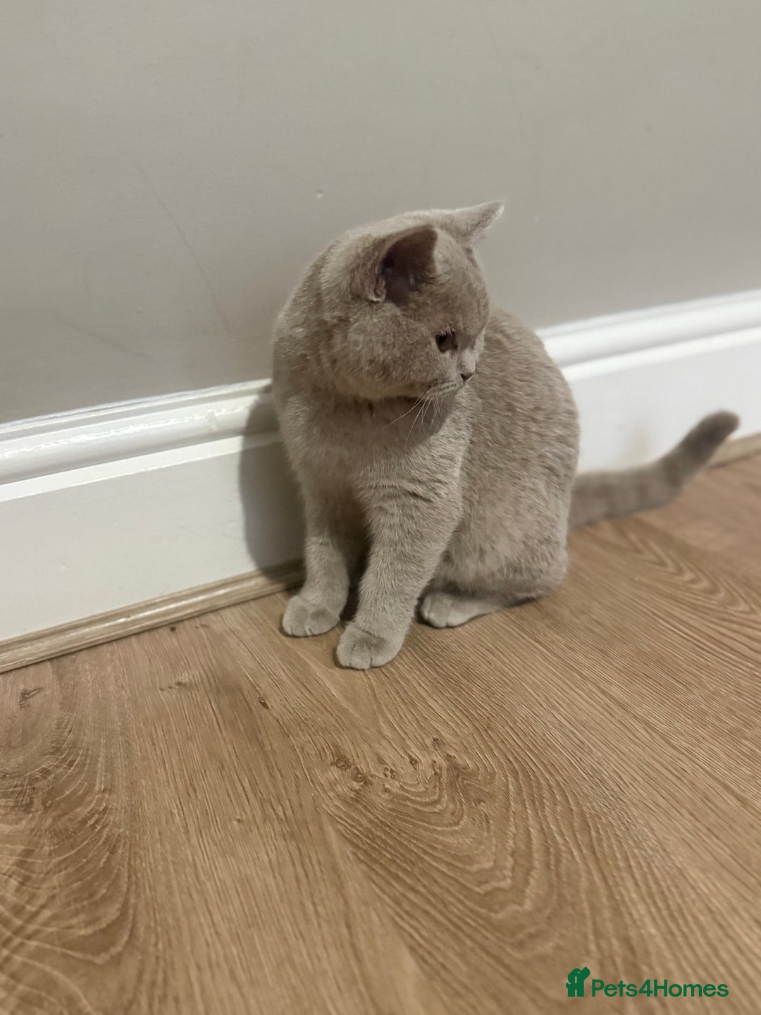 Scottish Fold cats for sale: Stunning Male lilac BSH & Grey Scottish Fold x BSH - Advert 7
