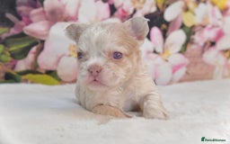 French Bulldog dogs for stud: NEW SHADE ISABELLA health tested  in Hastings - Image 4