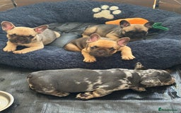 French Bulldog dogs for sale: Fluffy Gene Carrying Frenchies - Image 1