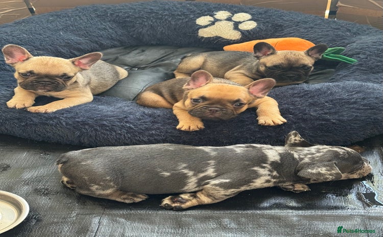 French Bulldog dogs - Advert 12
