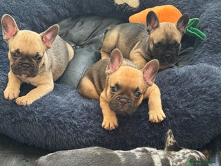 French Bulldog dogs - Advert 37