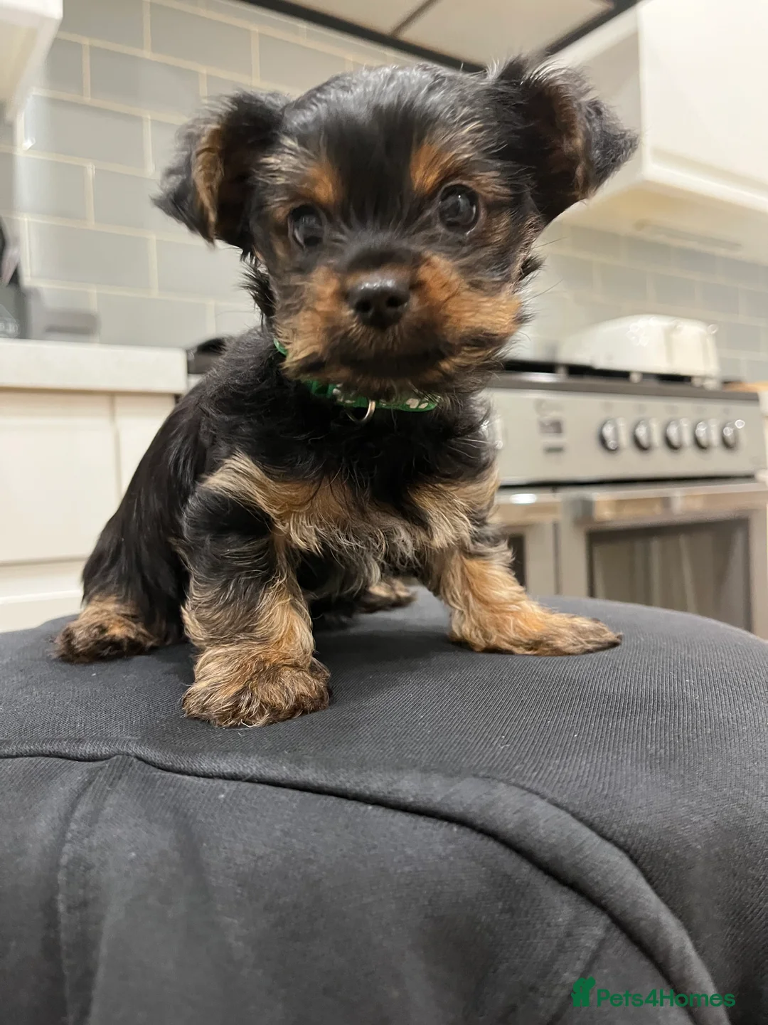 Yorkshire Terrier dogs for sale: READY NOW !! MINI YORKSHIRE TERRIERS FOR SALE - Advert 17