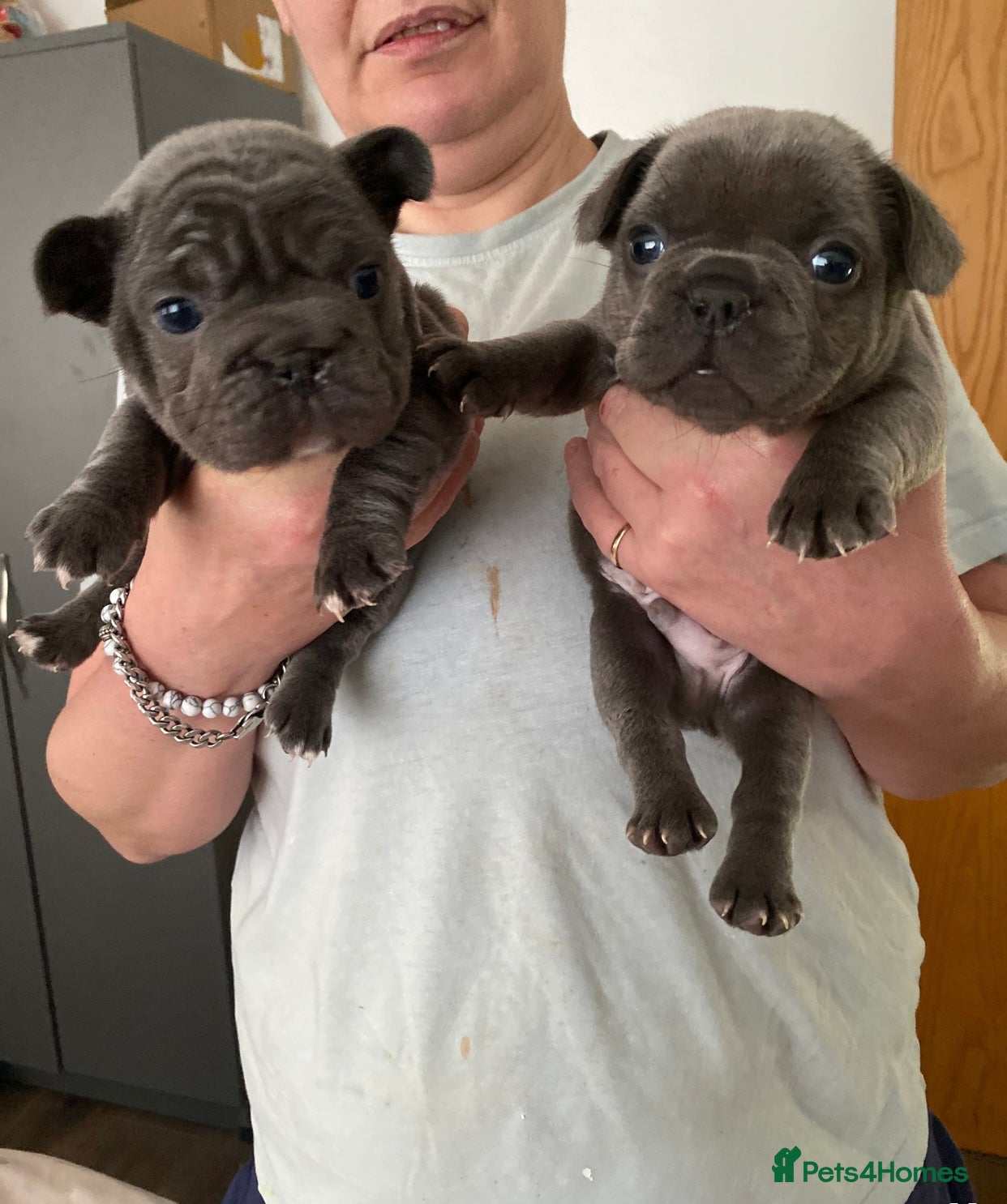 French Bulldog dogs RAREST CHAMPION FRENCHIES. 2 LEFT! - Advert 6