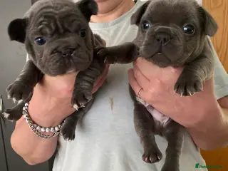 French Bulldog dogs RAREST CHAMPION FRENCHIES. 2 LEFT! - Advert 6