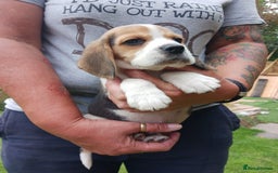 Beagle dogs for sale: Beautiful Beagle Puppies - Image 6