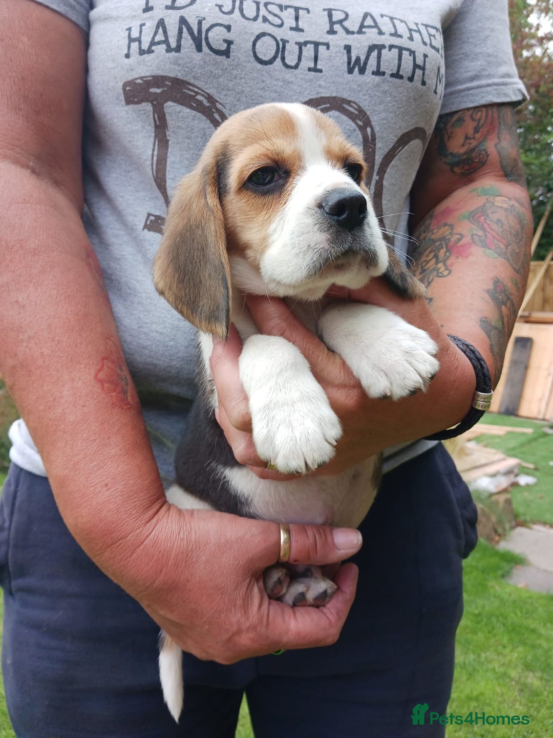 Beagle dogs for sale: Beautiful Beagle Puppies - Image 6