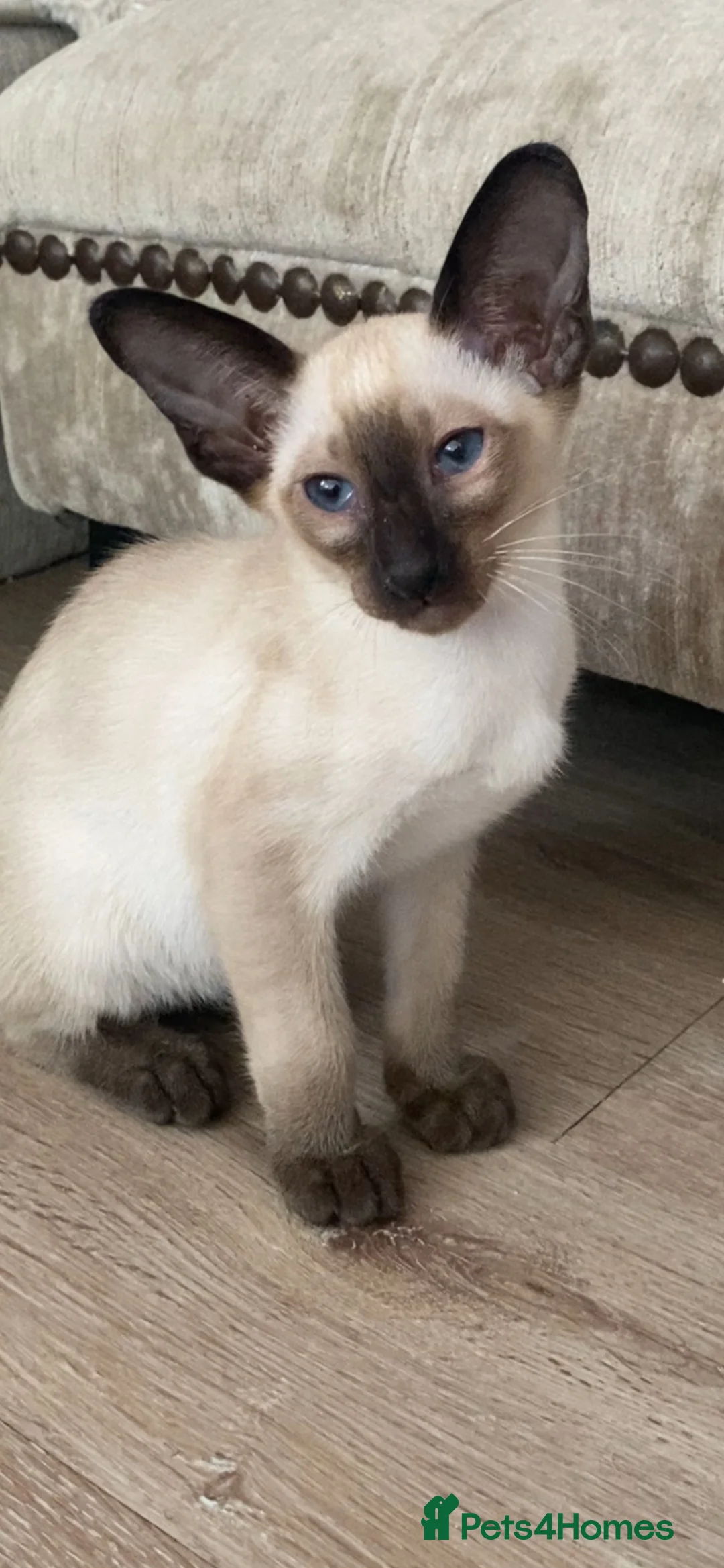 Oriental cats for sale: Male Chocolate point  - Advert 2