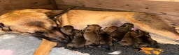 Belgian Shepherd Dog dogs for sale: Chunky pure bred top bloodlines puppies  - Advert 3