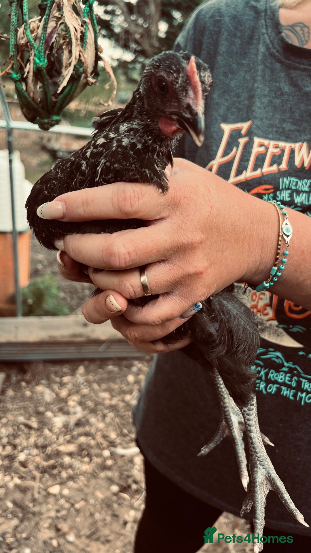 Chickens poultry for sale: Beautiful rare Norfolk grey cockerels - Image 10