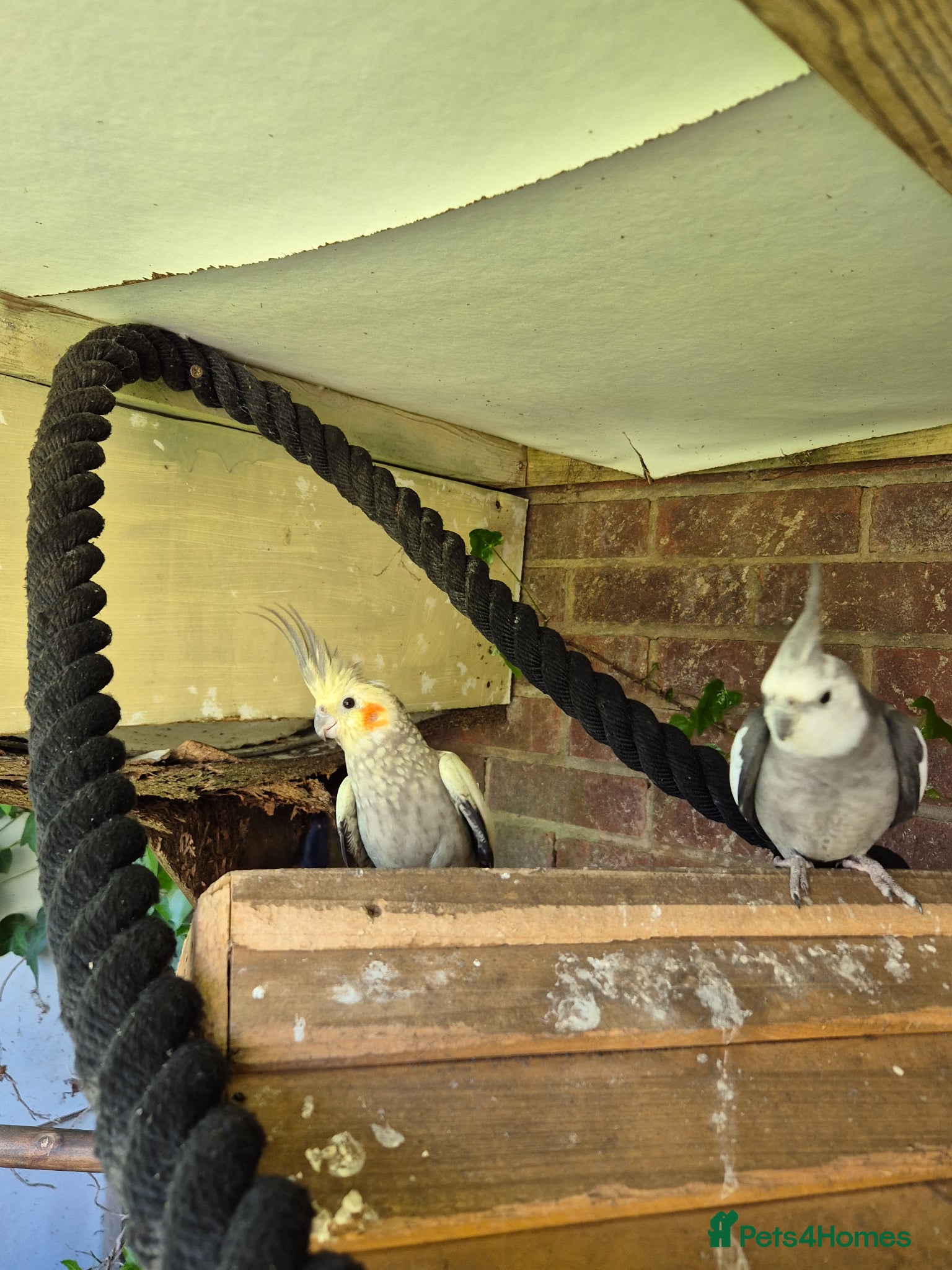 Cockatiels birds Cockatiels and budgie for sale - Advert 2