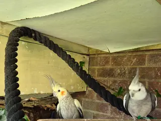 Cockatiels birds Cockatiels and budgie for sale - Advert 9