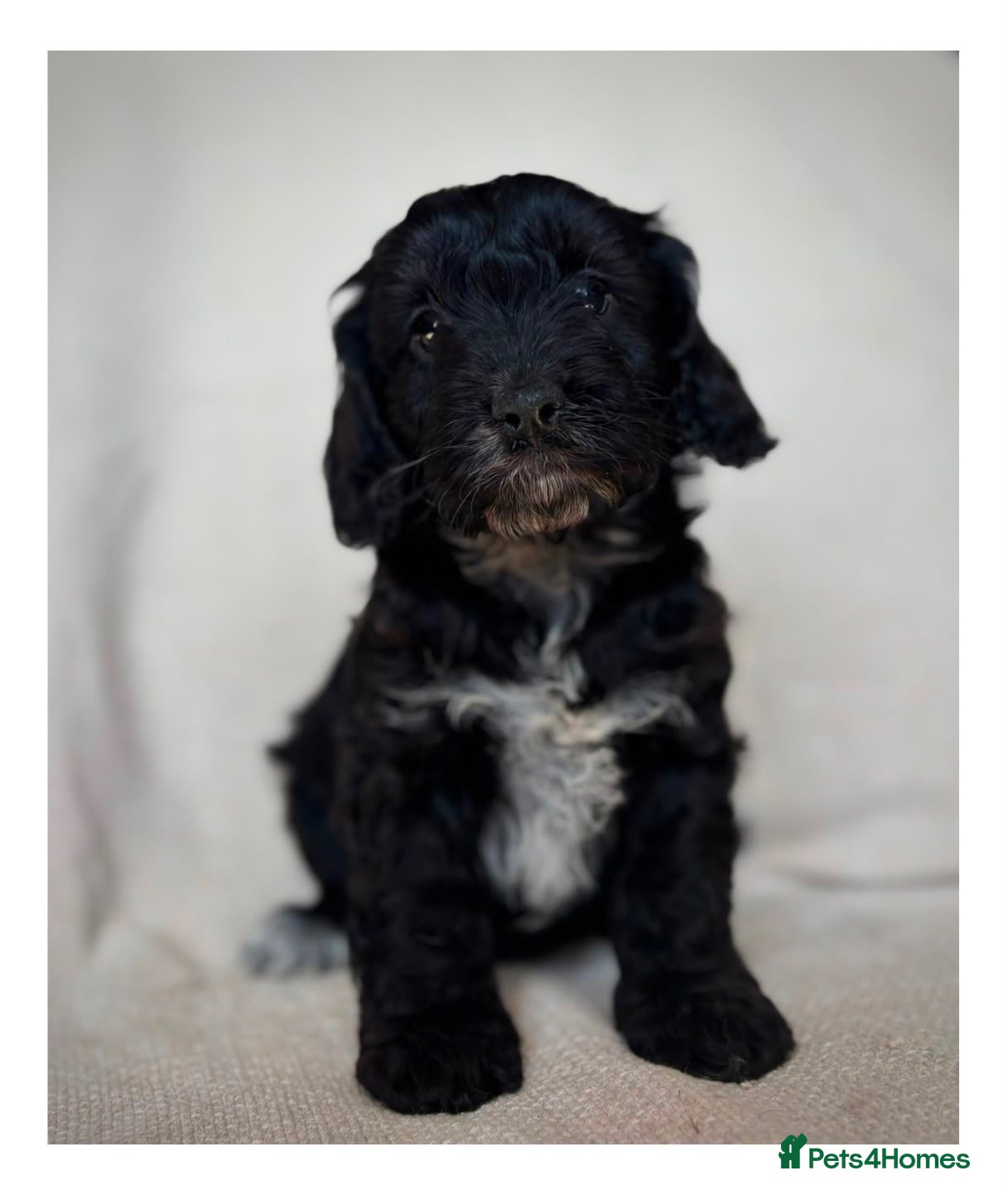 Cockapoo dogs Quality F1 Cockapoo puppies - Advert 1