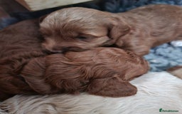 Maltipoo dogs for sale: F1b Maltipoo - Image 3