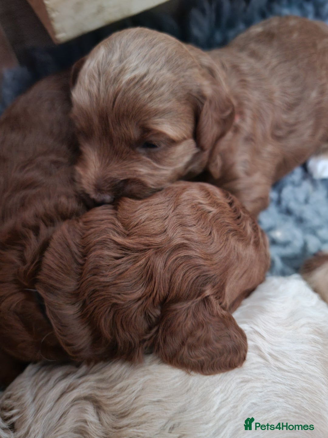 Maltipoo dogs for sale: F1b Maltipoo - Image 3