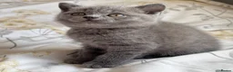 British Shorthair cats for sale: Chunky British shorthair kittens & 1 long haired  - Advert 2