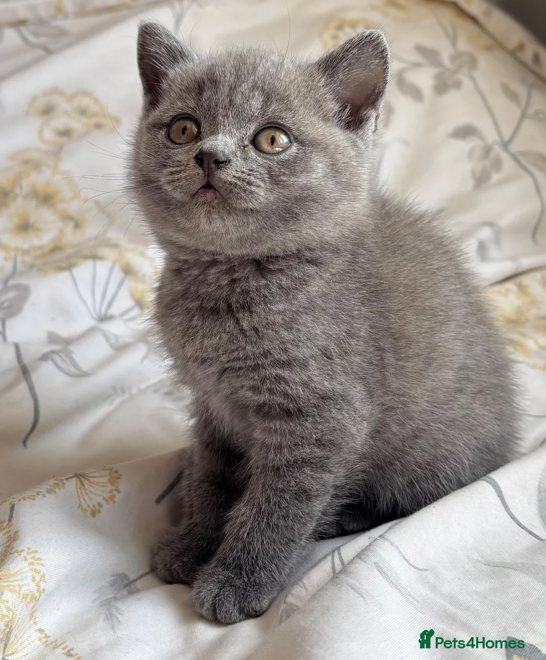 British Shorthair cats for sale: Chunky British shorthair kittens & 1 long haired  - Advert 2