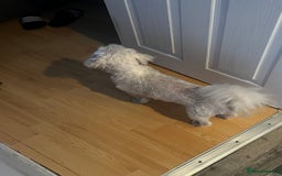Maltese dogs for stud: Maltese terrier for stud - Image 7