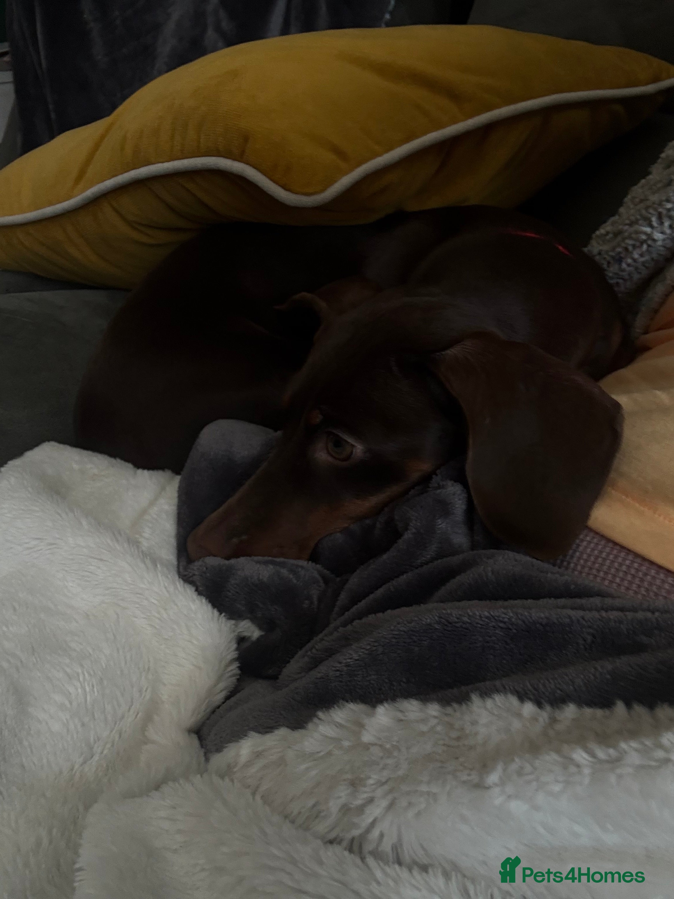Coco