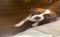 Mixed Breed dogs for sale: Pocket bully X Presa canario puppies - Image 5