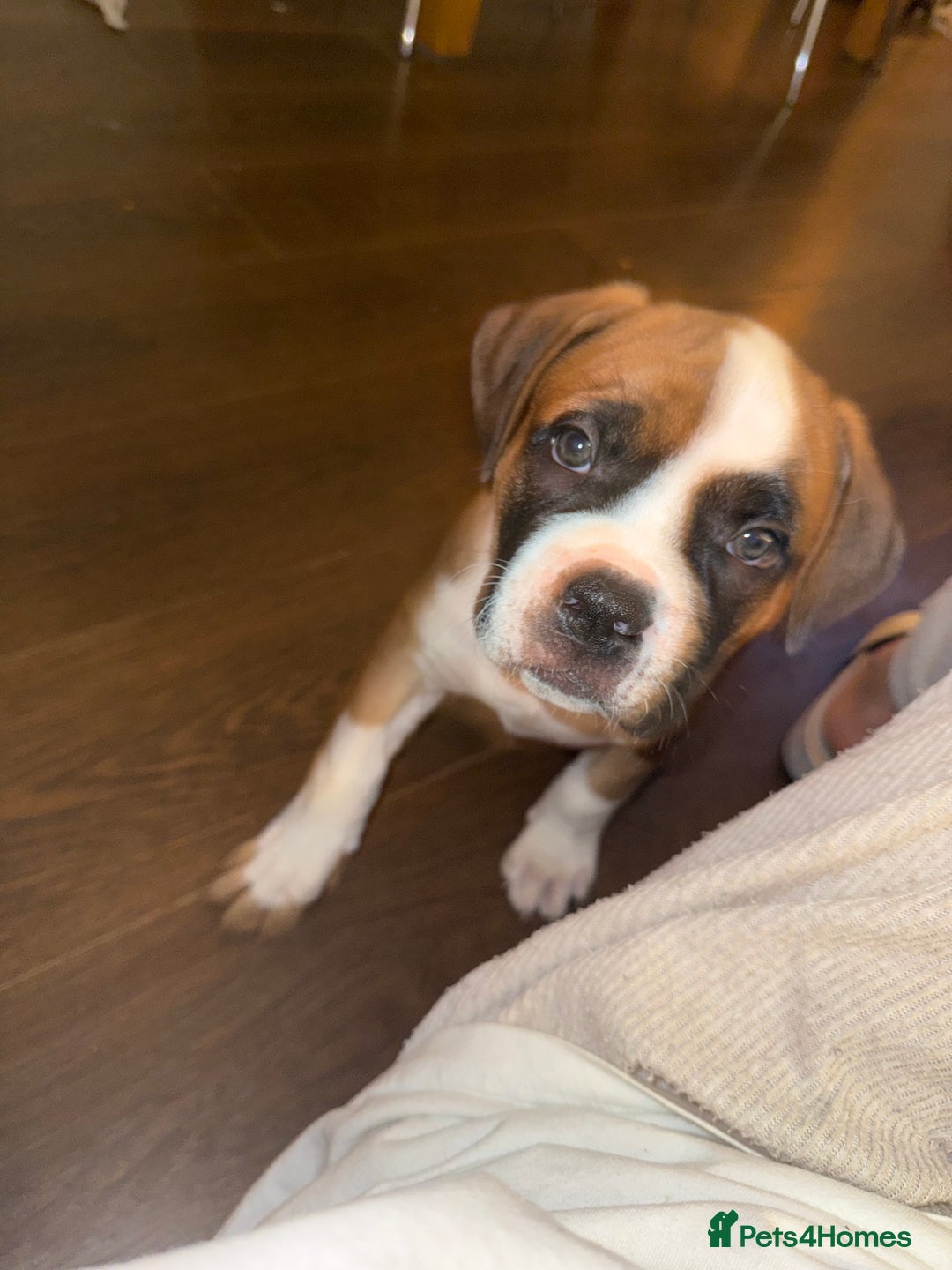 Mixed Breed dogs for sale: Pocket bully X Presa canario puppies - Image 5