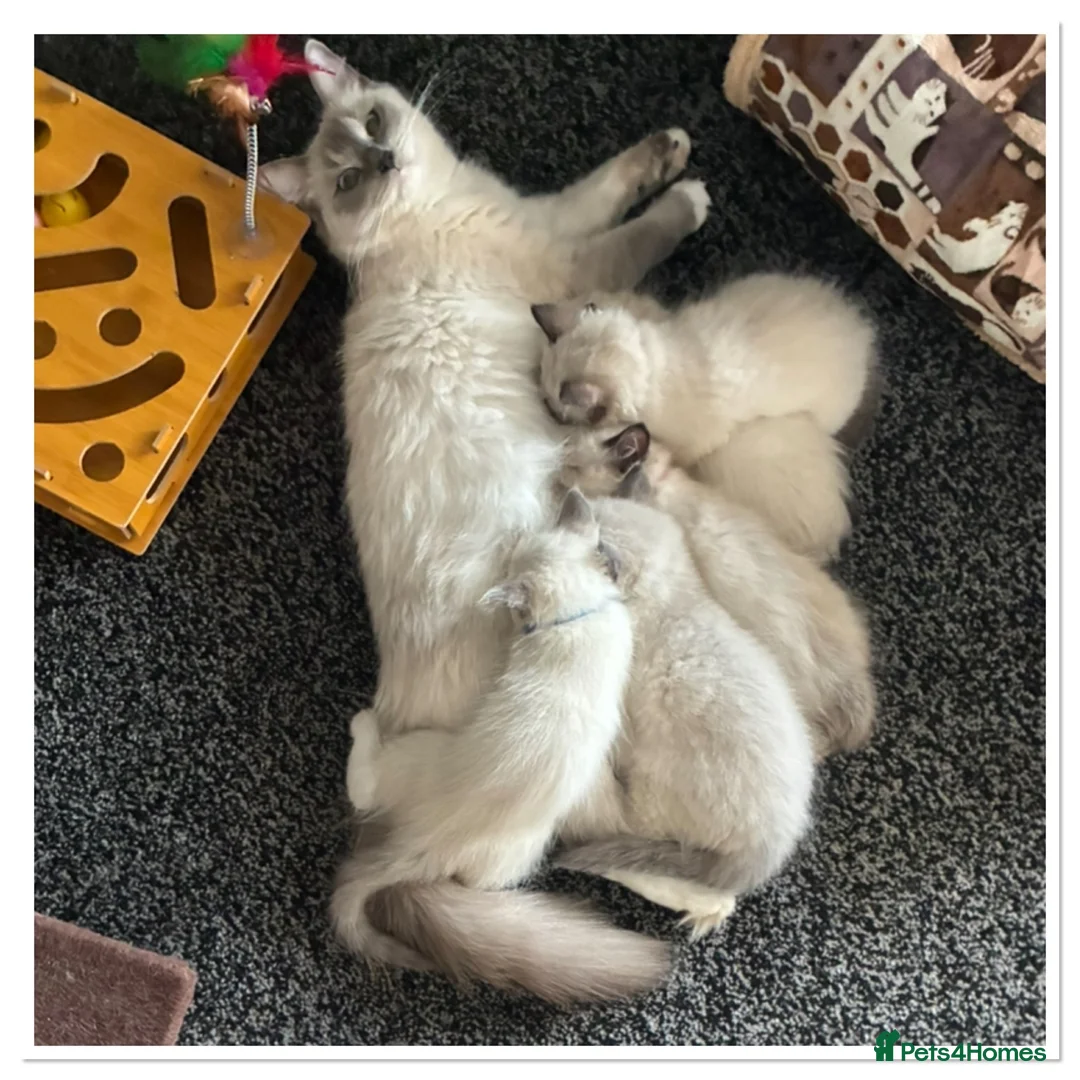 Ragdoll cats for sale: 6 cute pure breed Ragdoll kittens 2 boys 4 girls  - Advert 2