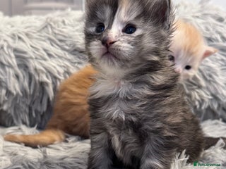 Maine Coon cats 🌟🌟Beautiful Maine Coon kittens 🌟🌟🌟 - Advert 7